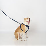 The Everyday Morning Edit Set