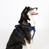 The Everyday Harness