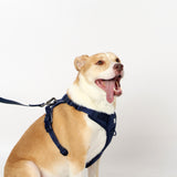 The Everyday Harness